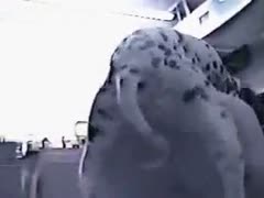 Classic beast sex clip featuring a Dalmatian fucking a white bitch